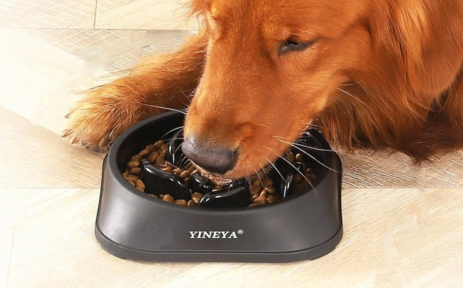 Slow Feeder Dog Bowl