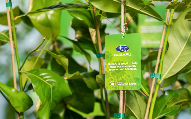 Subaru Free Trees Subaru Free Trees