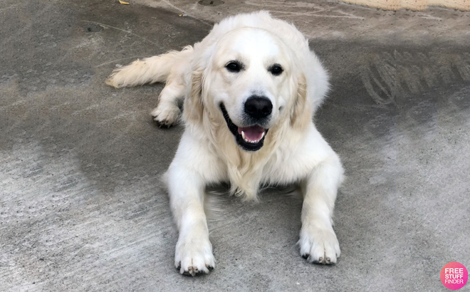 White Dog Lying on the Ground