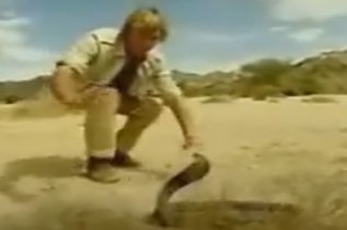 Funny Snake Bite Video